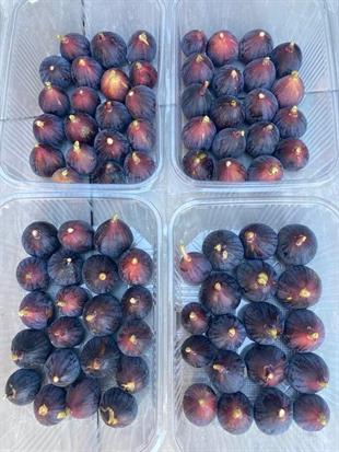 Rondo Dö Bordo İncir Fidanı