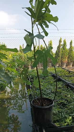 Rondo Dö Bordo İncir Fidanı