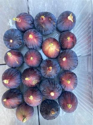 Rondo Dö Bordo İncir Fidanı