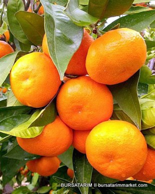 Mandalina ( Okitsu ) Fidanı