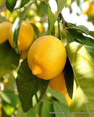 Tüplü Limon ( Mayer ) Fidanı