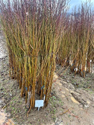 Plane Delicious Şeftali Fidanı ( GF677 )