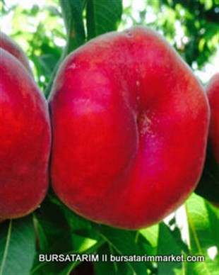 Plane Delicious Şeftali Fidanı ( GF677 )
