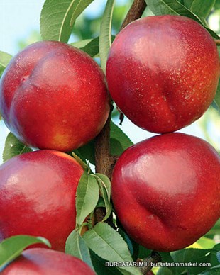 Venüs Nektarin Fidanı