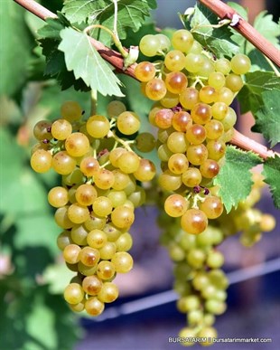 Bornova Misketi Üzüm Fidanı