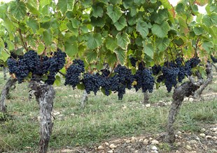 Malbec Üzüm Fidanı