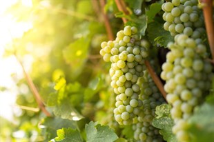 Sauvignon Blanc Üzüm Fidanı