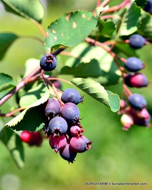 Saskatoon Berry Smoky