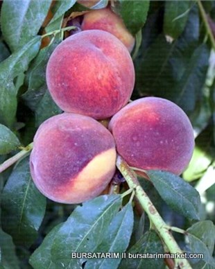 Cresthaven Şeftali Fidanı