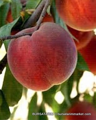 Extreme 460 GF Şeftali Fidanı