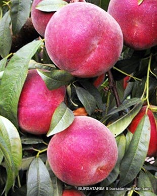 Extreme Great GF Şeftali Fidanı