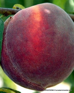 J. H. Hale Şeftali Fidanı