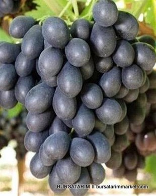 Horoz Karası ( Antep Karası) Üzümü Fidanı