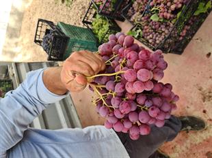 Red Globe Üzüm Fidanı