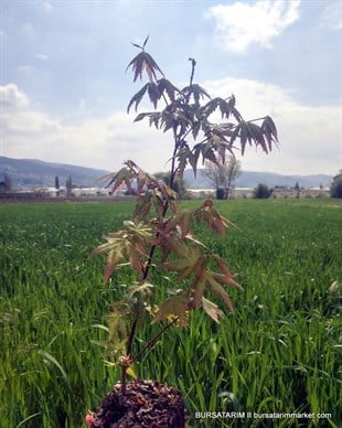 Acer Palmatum
