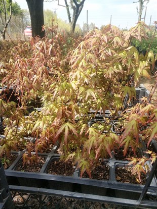 Acer Palmatum