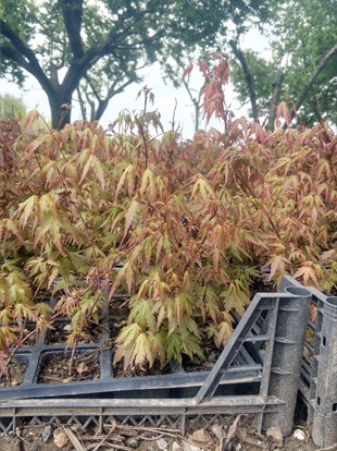 Acer Palmatum
