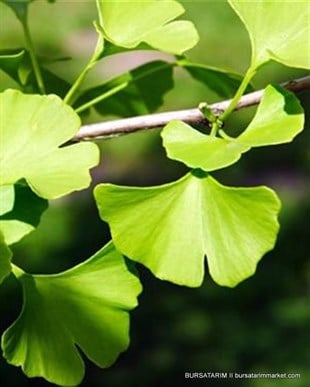 Ginkgo biloba Mabet Ağacı Fidanı