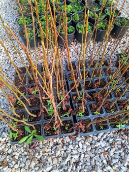 Ginkgo biloba Mabet Ağacı Fidanı