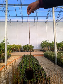 Ginkgo biloba Mabet Ağacı Fidanı