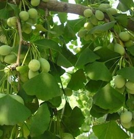 Ginkgo biloba Mabet Ağacı Fidanı