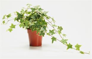 Hedera ( Duvar Sarmaşığı )