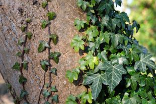 Hedera ( Duvar Sarmaşığı )