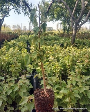 Huş Betula