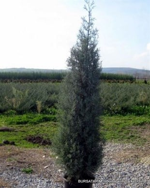 Yetişkin Kara selvi