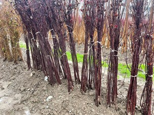 Kırmızı Yapraklı Süs Eriği