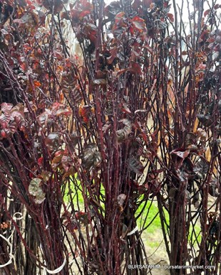 Kırmızı Yapraklı Süs Eriği