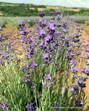 Lavanta Fidesi Angustifolia
