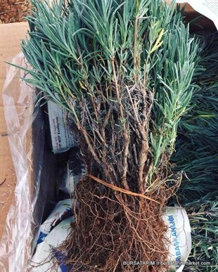 Lavanta Fidesi Angustifolia
