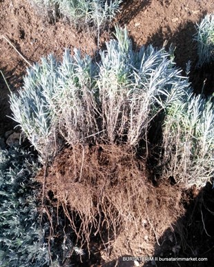 Lavanta Fidesi Angustifolia