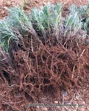 Lavanta Fidesi Angustifolia