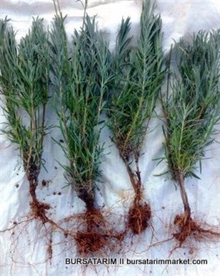 Lavanta Fidesi Angustifolia
