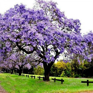 Paulownia Fidanı ( Çin Kavağı - pavlonya ) 