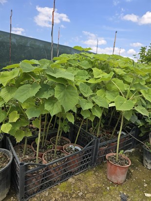 Paulownia Fidanı ( Çin Kavağı ) 