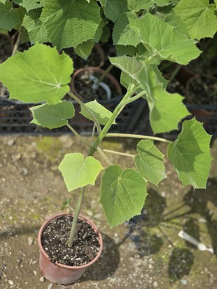 Paulownia Fidanı ( Çin Kavağı ) 