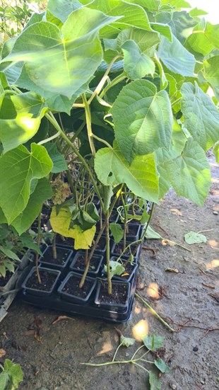 Paulownia Fidanı ( Çin Kavağı - pavlonya ) 