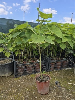 Paulownia Fidanı ( Çin Kavağı ) 