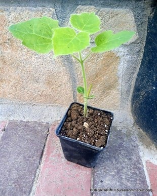 Paulownia Fidanı ( Çin Kavağı - pavlonya ) 