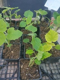 Paulownia Fidanı ( Çin Kavağı - pavlonya ) 