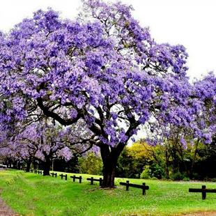 Paulownia Fidanı - Büyük Boy ( Çin Kavağı - pavlonya ) 
