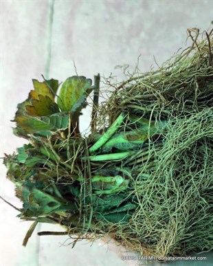 Albion Çilek Fidesi x10lu Demet