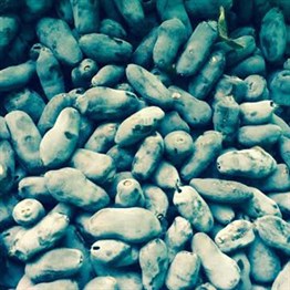 2 Yaşlı Wojtek Bal Yemişi - Honeyberry ( Haskap Fidanı)