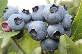 2 Yaşlı Bonus Yaban Mersini Fidanı ( Likapa - Maviyemiş ) Blueberry