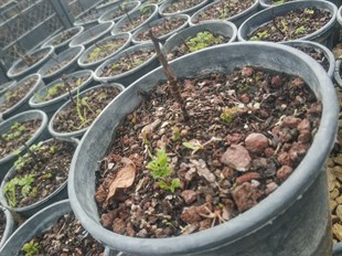 Çilek Ahududu Fidanı