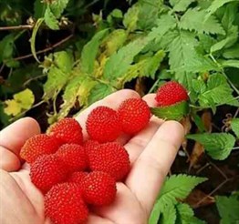 Çilek Ahududu Fidanı
