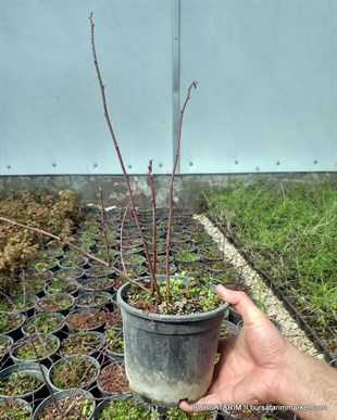 BURSATARIMDikensiz Kuşburnu